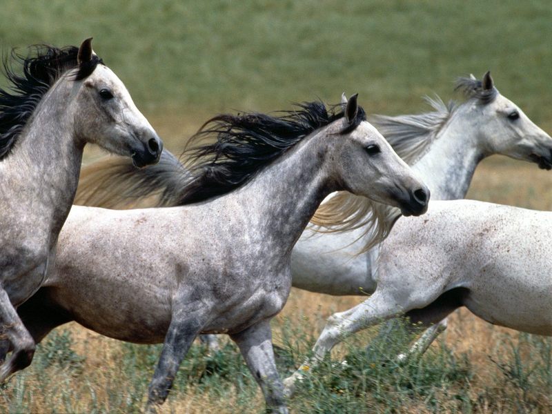 [BitTorrent-Horses]  Arabian Stallions; DISPLAY FULL IMAGE.