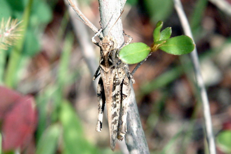 Oedaleus infernalis (Band-winged Grasshopper) {!--팥중이-->; DISPLAY FULL IMAGE.