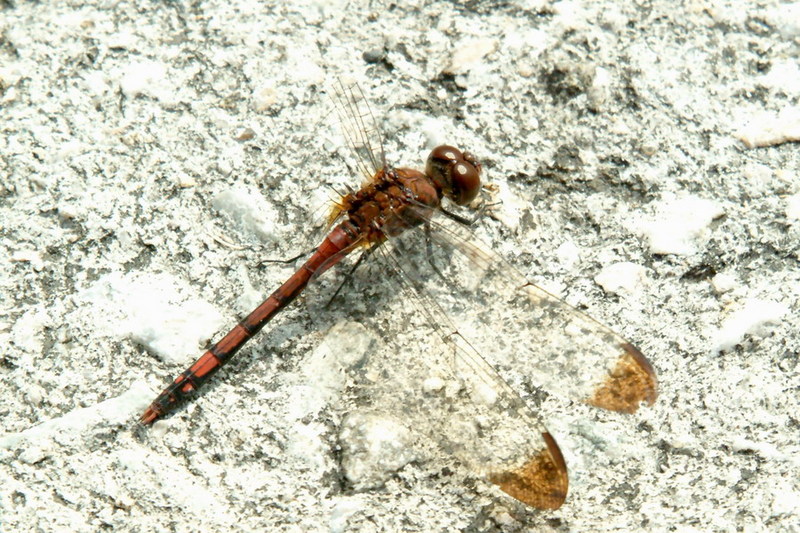 Dragonfly (Sympetrum infuscatum) {!--깃동잠자리(수컷)-->; DISPLAY FULL IMAGE.
