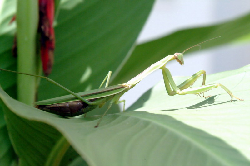 Praying Mantis {!--사마귀-->; DISPLAY FULL IMAGE.