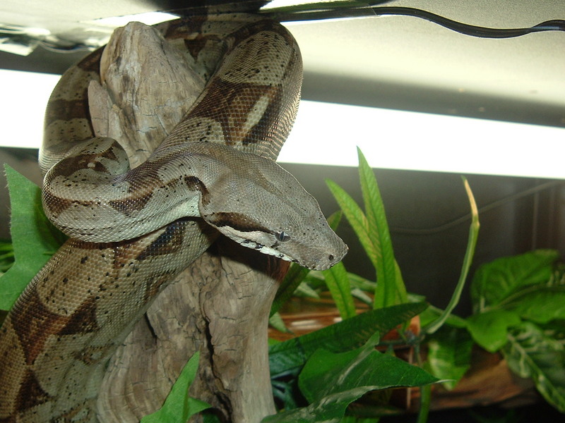 Colombian Boa Constrictor; DISPLAY FULL IMAGE.