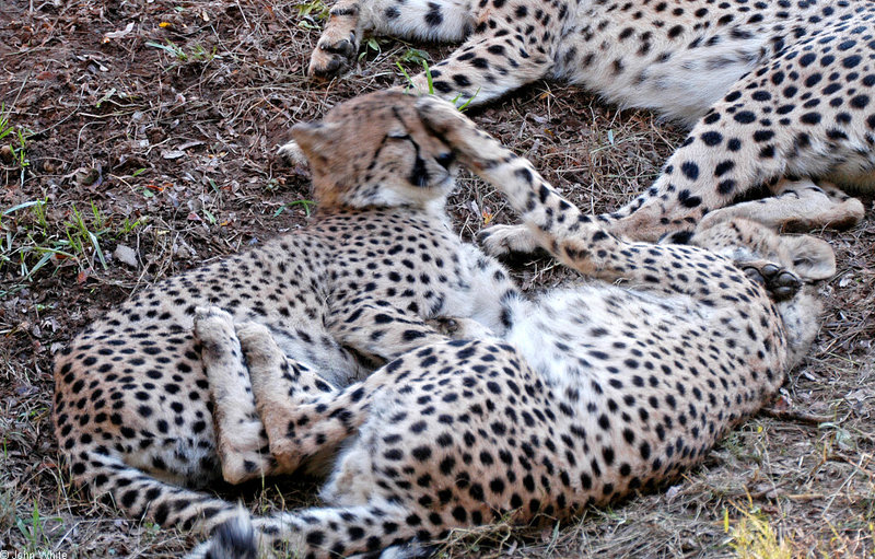 Cheetahs - Cheetah045.JPG; DISPLAY FULL IMAGE.