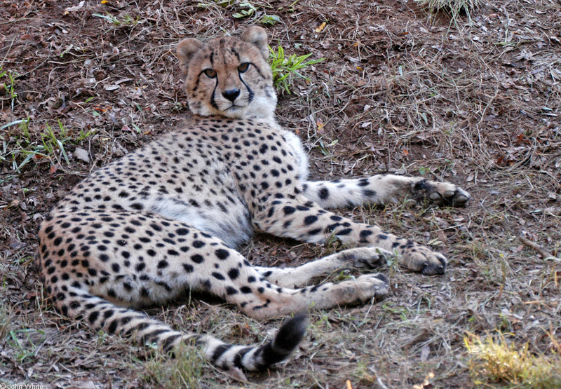 Cheetahs - Cheetah047.JPG; DISPLAY FULL IMAGE.