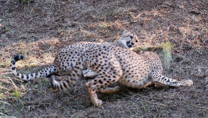 Cheetahs - Cheetah053.JPG; DISPLAY FULL IMAGE.