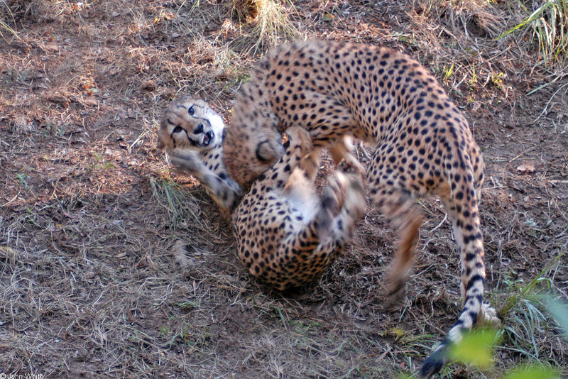 Cheetahs - Cheetah069.JPG; DISPLAY FULL IMAGE.