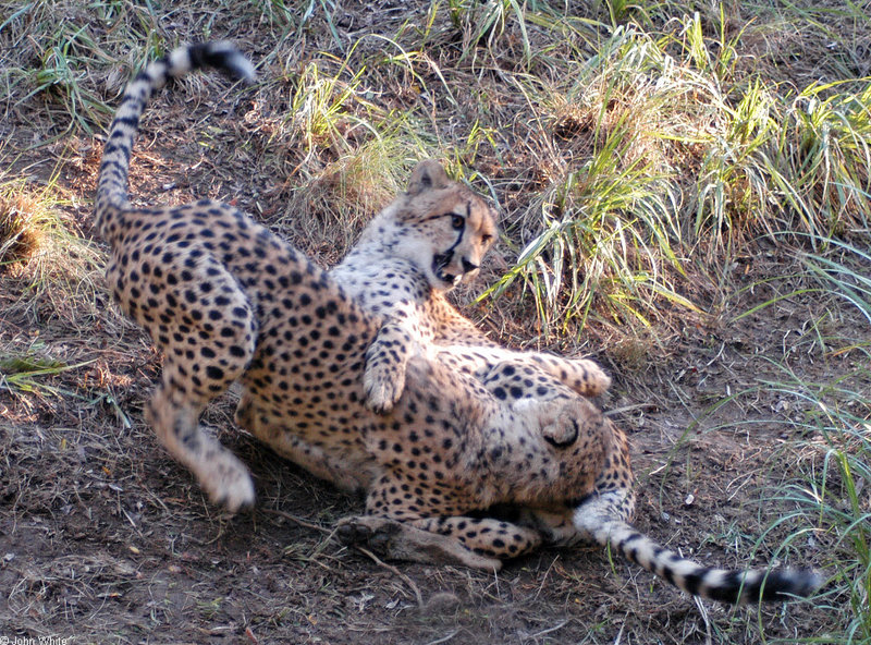 Cheetahs - Cheetah071.JPG; DISPLAY FULL IMAGE.