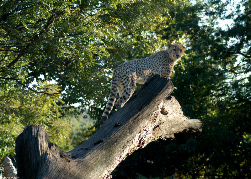 Cheetahs - Cheetah072.JPG; DISPLAY FULL IMAGE.