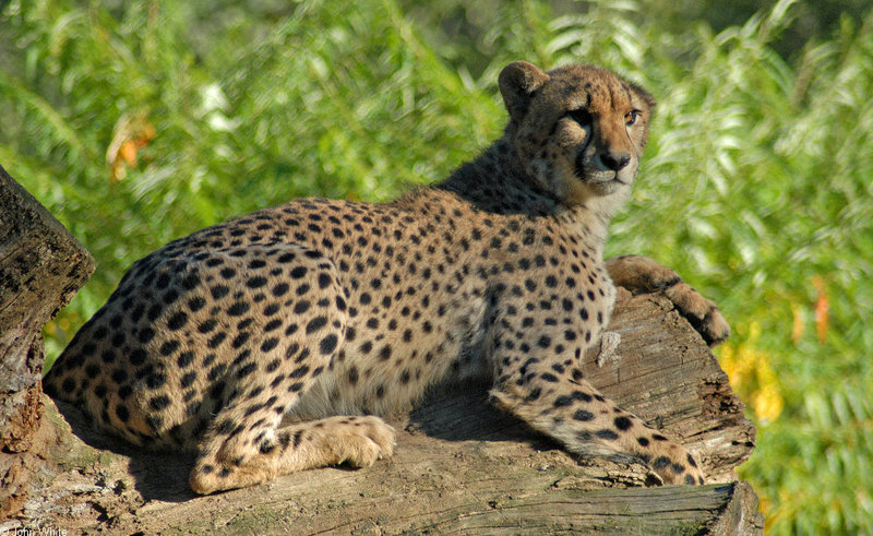 Cheetahs - Cheetah078.JPG; DISPLAY FULL IMAGE.