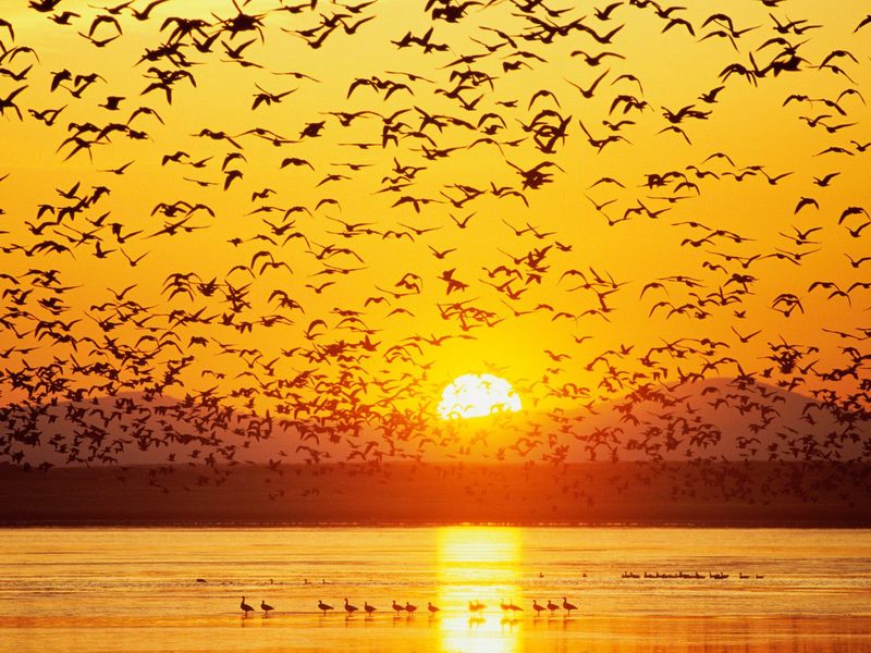 [BitTorrent-Lakes] Canada Geese, Tule Lake, National Wildlife Refuge, California; DISPLAY FULL IMAGE.