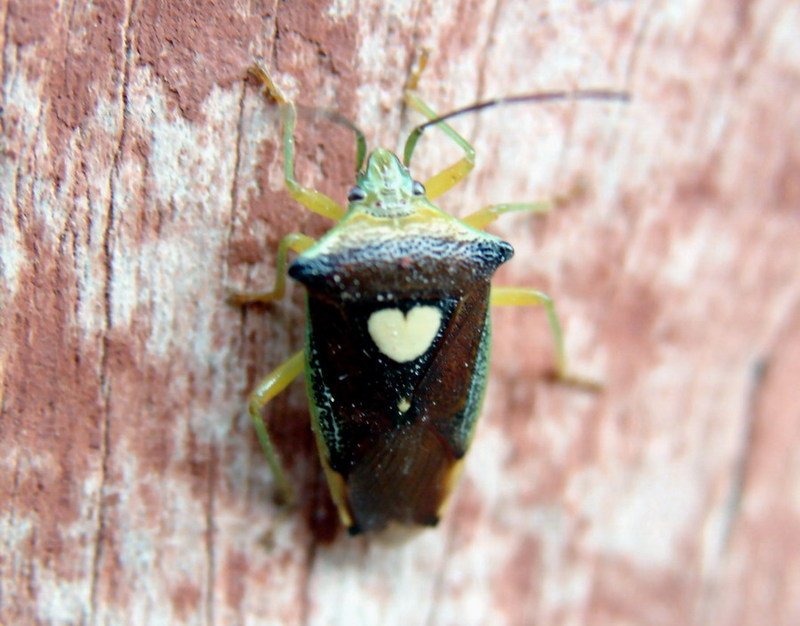 Sastragala esakii (Heart Bug) {!--에사키뿔노린재-->; DISPLAY FULL IMAGE.