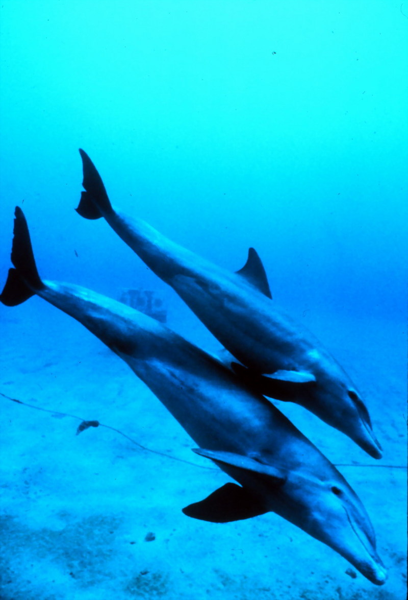 Bottlenose Dolphin (Tursiops truncatus) {!--큰돌고래-->; DISPLAY FULL IMAGE.