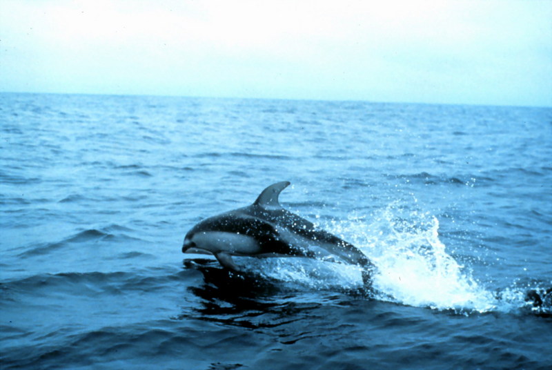 Pacific White-Sided Dolphin (Lagenorhynchus obliquidens) {!--대서양낫돌고래-->; DISPLAY FULL IMAGE.