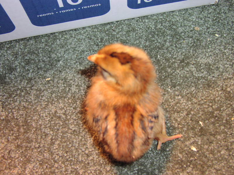 chick, rhode island red; DISPLAY FULL IMAGE.