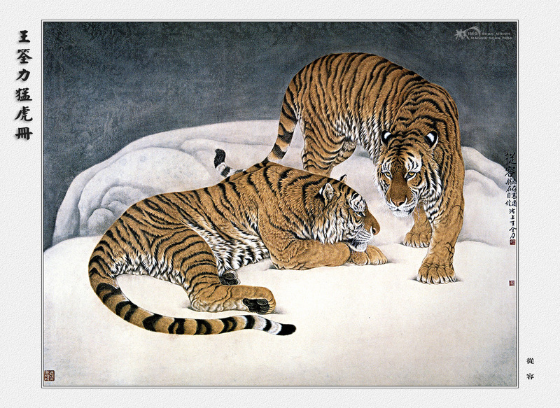 [maggie Scan] Wang Quan Li(Tiger); DISPLAY FULL IMAGE.