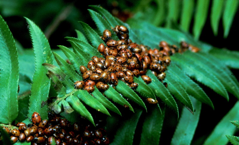 Ladybugs on leaves {!--무당벌레류-->; DISPLAY FULL IMAGE.