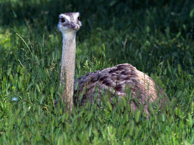 [Daily Photos 07 July 2005] Baby Ostrich; DISPLAY FULL IMAGE.