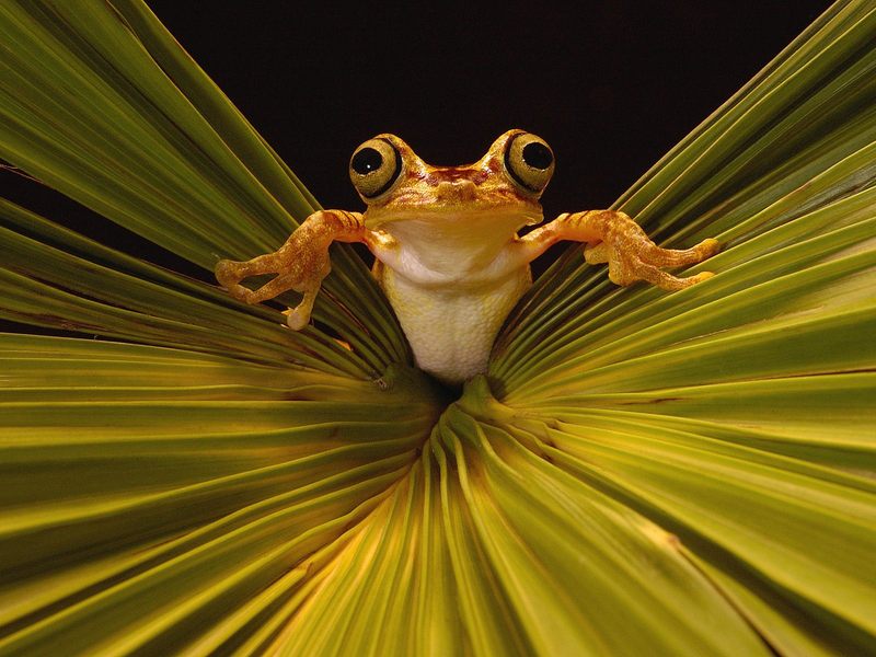 [Daily Photos 07 July 2005] Chachi Tree Frog, Choco Rainforest, Ecuador; DISPLAY FULL IMAGE.