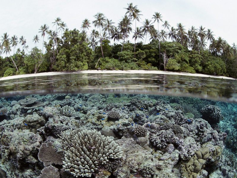 [Daily Photos 07 July 2005] Coral Reef, Solomon Islands; DISPLAY FULL IMAGE.