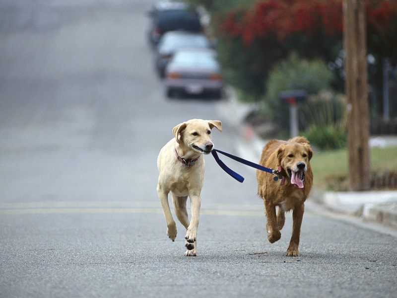 [Daily Photos 07 July 2005] Dog Walking, Golden and Yellow Labrador Retriever Mix; DISPLAY FULL IMAGE.
