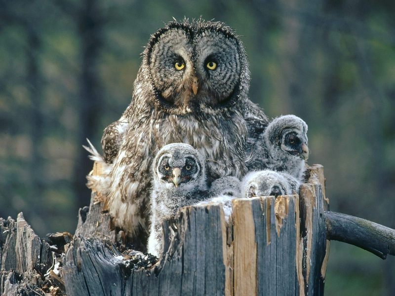 [Daily Photos 07 July 2005] Great Gray Owl With Owlets, Idaho; DISPLAY FULL IMAGE.