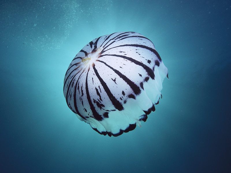 [Daily Photos 07 July 2005] Purple-Striped Jellyfish, Southern California; DISPLAY FULL IMAGE.