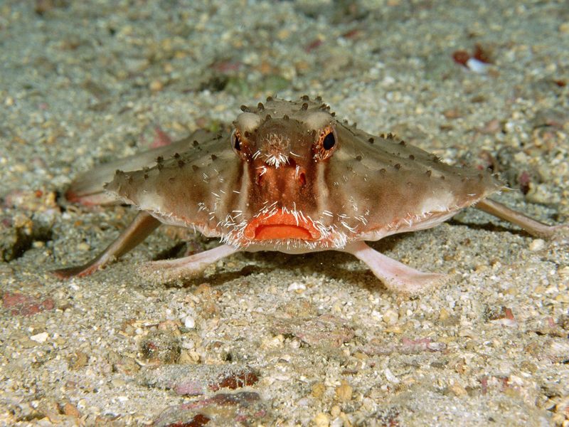 [Daily Photos 07 July 2005] Red-Lipped Batfish, Cocos Island, Costa Rica; DISPLAY FULL IMAGE.