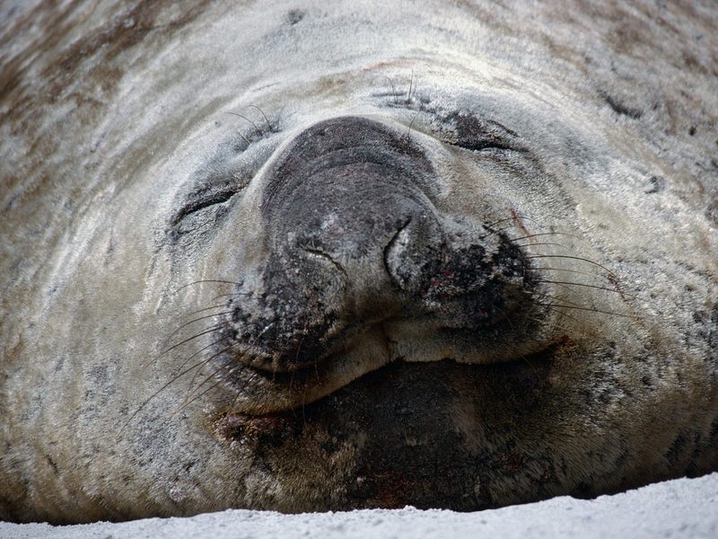 [Daily Photos 07 July 2005] Southern Elephant Seal, Falklands; DISPLAY FULL IMAGE.