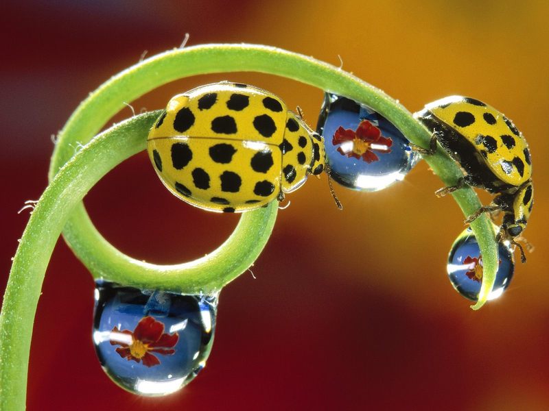 [Daily Photos 07 July 2005] Twenty-Two-Spotted Ladybird Beetles (Thea 22-punctata); DISPLAY FULL IMAGE.