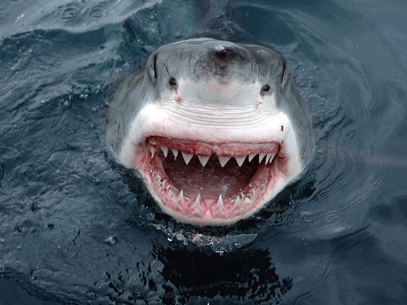 [Daily Photos 07 July 2005] Yipes, Great White Shark, South Australia; DISPLAY FULL IMAGE.