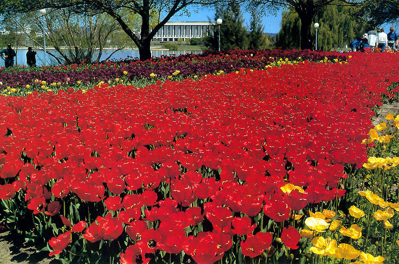 [Baptist Church Australia 1996 Calendar] floriade act; DISPLAY FULL IMAGE.