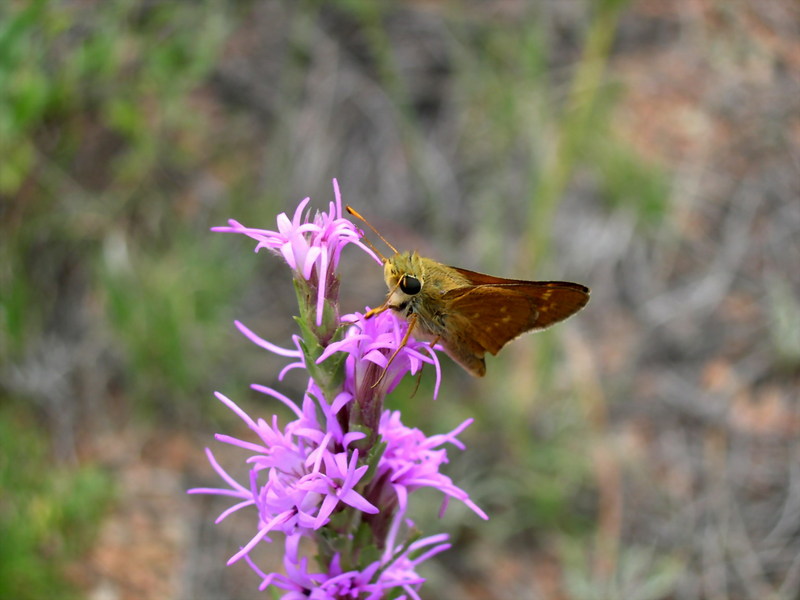 Pawnee Montane Skipper (Hesperia leonardus montana) {!--북미산 팔랑나비류-->; DISPLAY FULL IMAGE.
