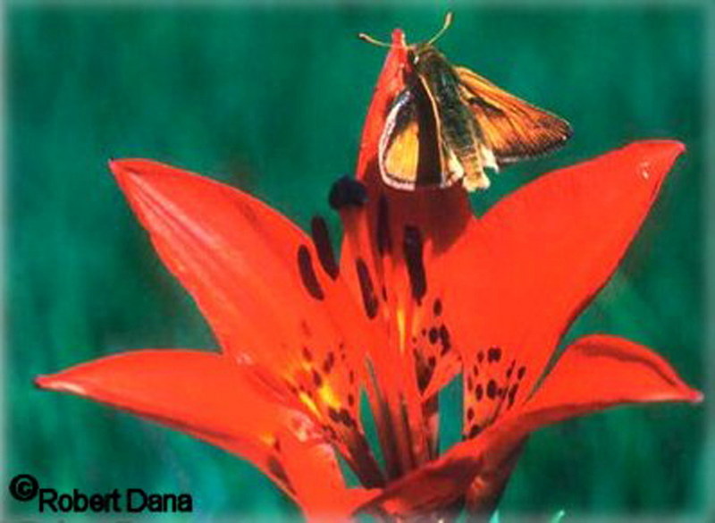 Dakota Skipper (Hesperia dacotae) {!--북미산 팔랑나비류-->; DISPLAY FULL IMAGE.