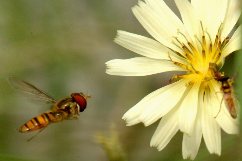 Episyrphus balteatus (Marmelade hoverfly) {!--호리꽃등에-->; DISPLAY FULL IMAGE.