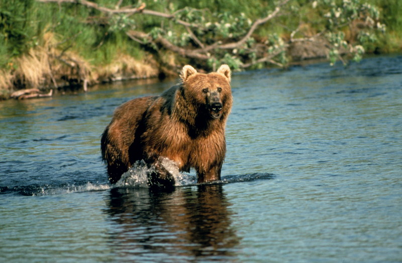 Brown Bear (Ursus arctos) {!--불곰(알래스카)-->; DISPLAY FULL IMAGE.