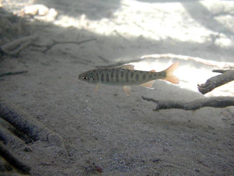 Coho Salmon (Oncorhynchus kisutch) {!--은연어-->; DISPLAY FULL IMAGE.