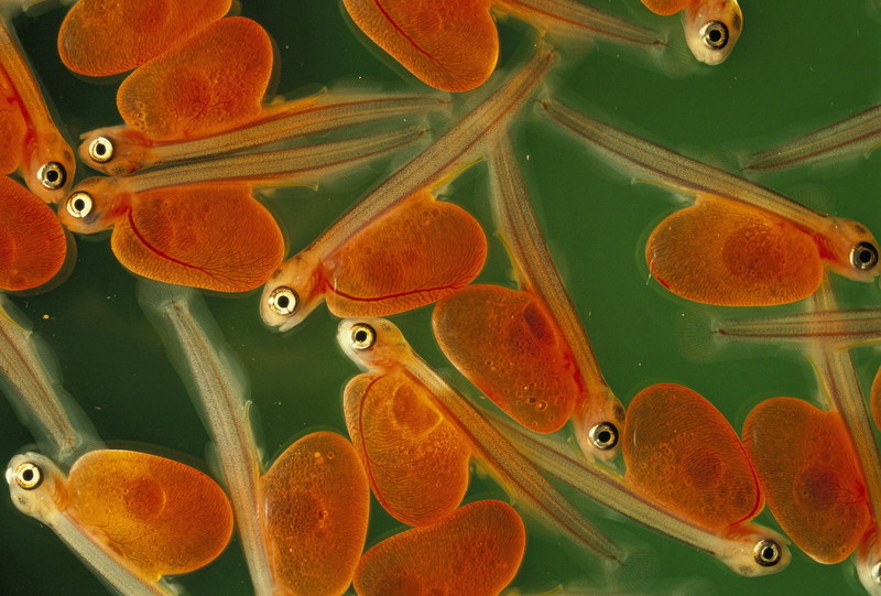 Newly Hatched Salmon Alevins (Oncorhynchus sp.) {!--갓 부화한 연어 치어-->; DISPLAY FULL IMAGE.