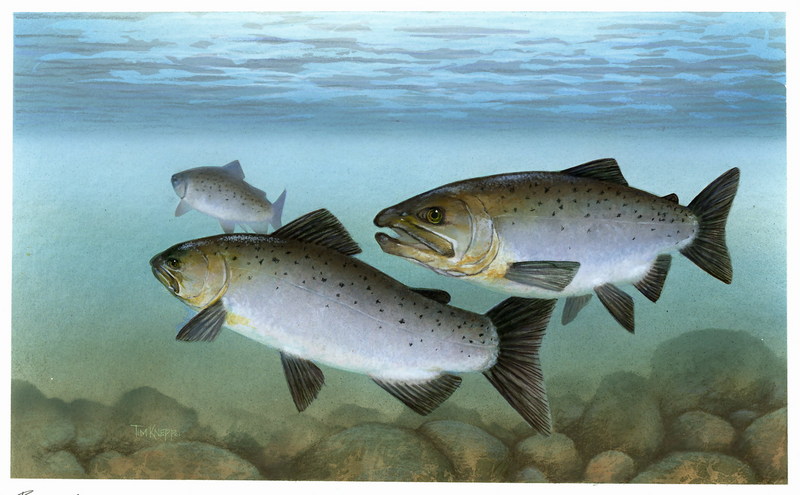 Pacific Salmon artwork (Oncorhynchus sp.) {!--태평양산 연어류-->; DISPLAY FULL IMAGE.