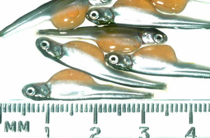 Salmon Alevins (Oncorhynchus sp.) {!--갓 부화한 연어 치어-->; DISPLAY FULL IMAGE.