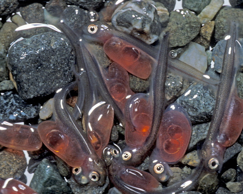 Salmon fries (Oncorhynchus sp.) {!--연어치어-->; DISPLAY FULL IMAGE.