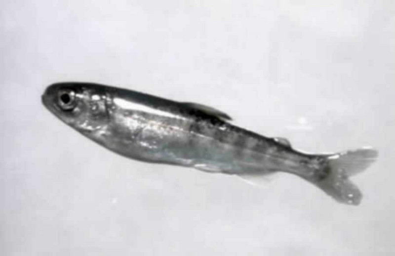 Salmon fries (Oncorhynchus sp.) {!--연어치어-->; DISPLAY FULL IMAGE.