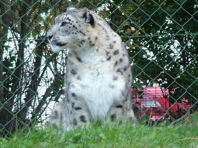 Lovely Snow Leopard; DISPLAY FULL IMAGE.