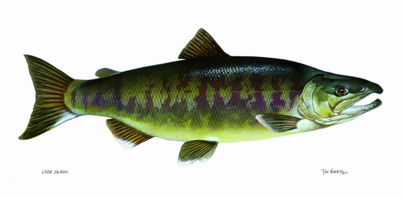 Chum Salmon artwork (Oncorhynchus keta) {!--연어-->; DISPLAY FULL IMAGE.