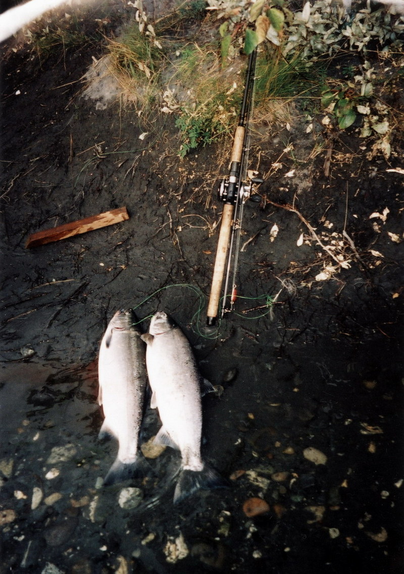 Coho Salmon catch (Oncorhynchus kisutch) {!--은연어-->; DISPLAY FULL IMAGE.