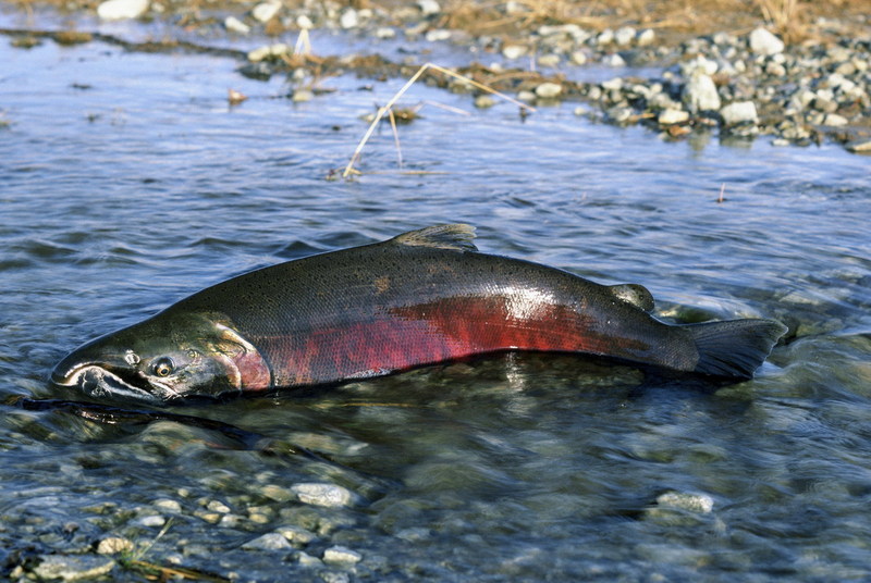 Sockeye Salmon (Oncorhynchus nerka) {!--홍연어-->; DISPLAY FULL IMAGE.