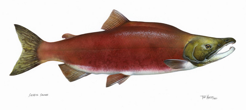 Sockeye Salmon artwork (Oncorhynchus nerka) {!--홍연어-->; DISPLAY FULL IMAGE.