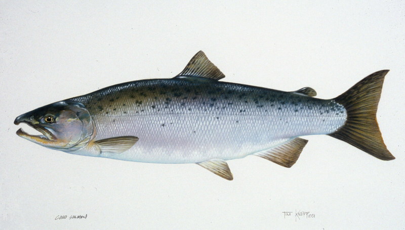 Coho Salmon artwork (Oncorhynchus kisutch) {!--은연어-->; DISPLAY FULL IMAGE.