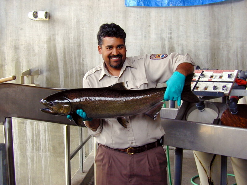 Chinook Salmon (Oncorhynchus tshawytscha) {!--왕연어-->; DISPLAY FULL IMAGE.