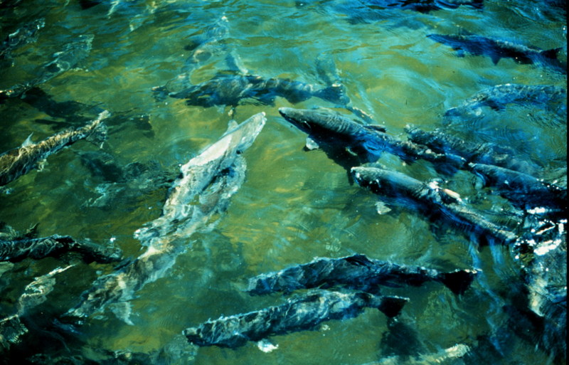 Spawning Salmon (Oncorhynchus sp.) {!--산란하는 연어류-->; DISPLAY FULL IMAGE.