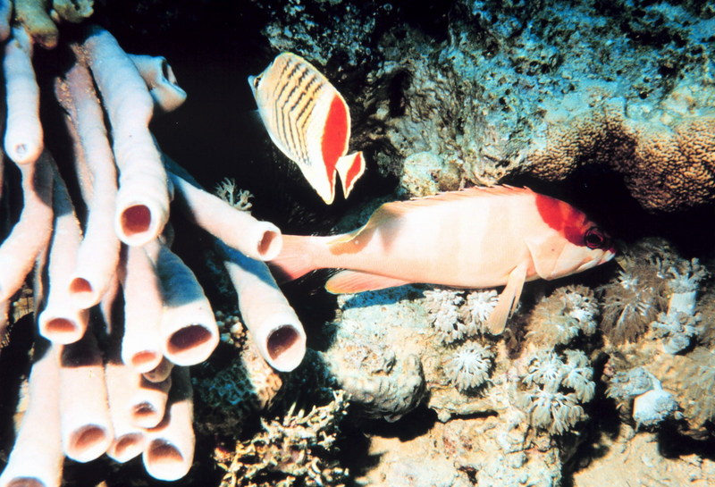 Eritrean Butterflyfish (Chaetodon paucifasciatus) {!--붉은등나비돔(나비고기과)-->; DISPLAY FULL IMAGE.