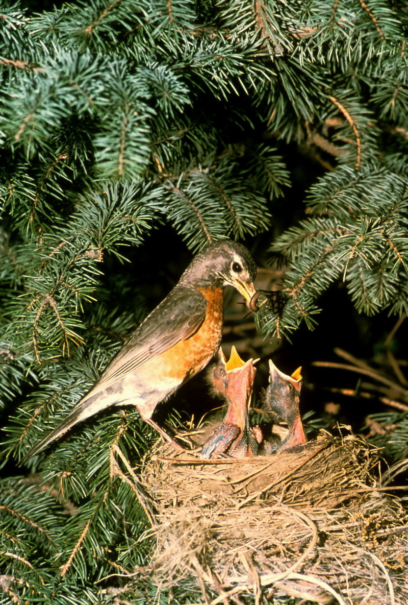 American Robin with chicks (Turdus migratorius) {!--아메리카붉은가슴울새(미국)-->; DISPLAY FULL IMAGE.